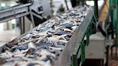 Transformation du poisson