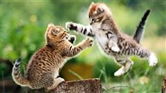 chatons