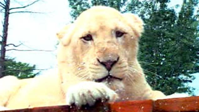 Un lion blanc au Parc Safari