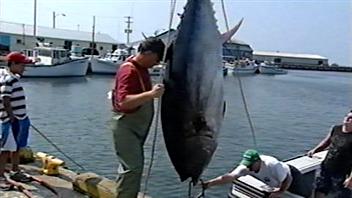 Pêcheurs de thons
