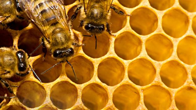 Abeilles