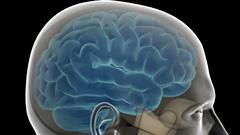 Le cerveau d'un homme