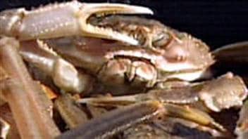 crabe-neige
