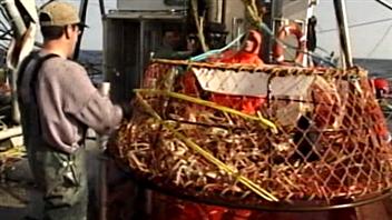 Pêche au crabe