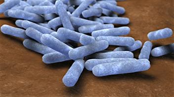 Bactéries intestinales