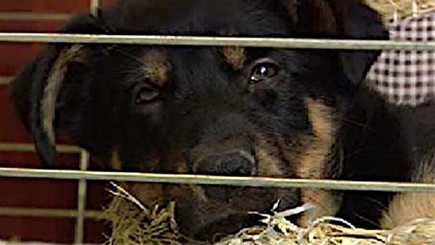 Chien en cage