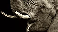 Éléphant