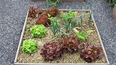 Potager