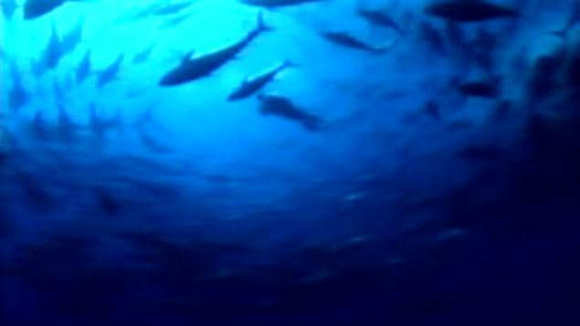 Les BPC sont dangereux pour les fonds marins et la nourriture qui s'y trouve