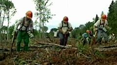 Plantation d'arbres en zone forestière