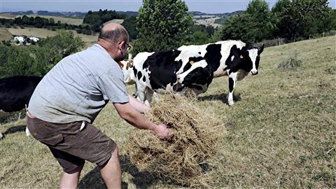 Un fermier donne du foin à ses vaches, l'herbe dans les champs étant totalement desséchée.