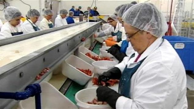 Usine de transformation du homard