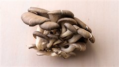 Pleurotes Pleurotes
