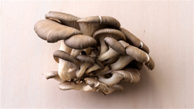 Pleurotes