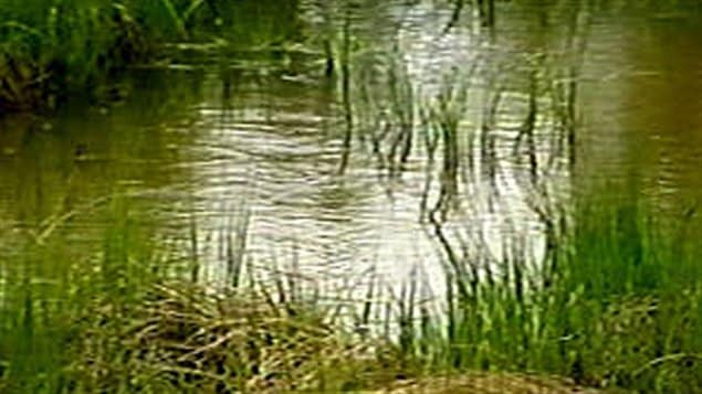 Les milieux humides sont constitués de marais, des étangs et des tourbières