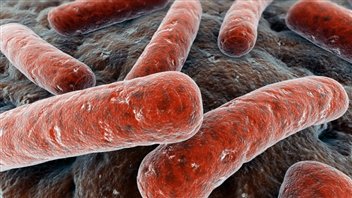 Des bactéries Escherichia coli