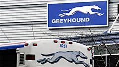 Greyhound