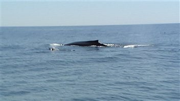 Baleines