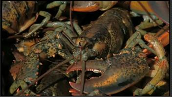 Homards