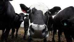 Vaches