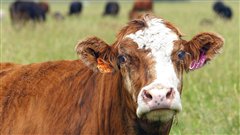 Boeufs dans un champ