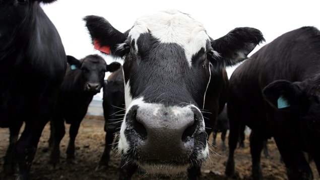 Vaches