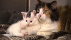 Une chatte et son chaton