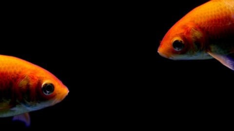 Des poissons rouges