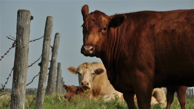 Vache