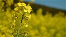 La production de canola pourrait battre des records au pays