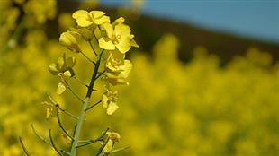 La production de canola pourrait battre des records au pays