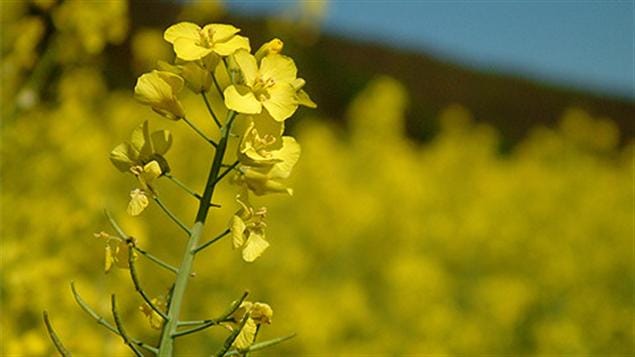 Plant de canola (archives)