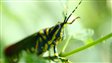 Combattre la faim dans le monde par les insectes