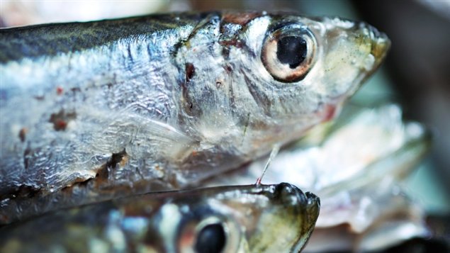 Deux sardines