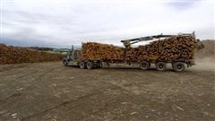transport-bois