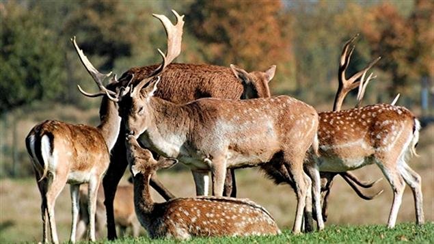 Cerfs
