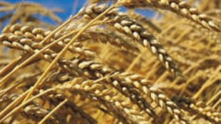 Prairies : un blé plus résistant devra faire ses preuves