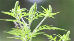 Herbe � poux