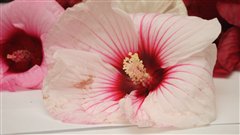 Fleurs d'hibiscus