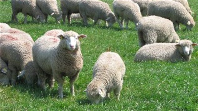 Moutons
