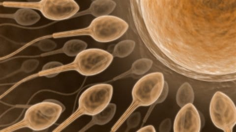 Des spermatozoïdes