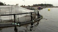 Cooke Aquaculture