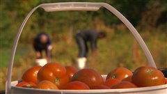 Les cueilleurs ramassent des tomates qui seront vinifi�es.
