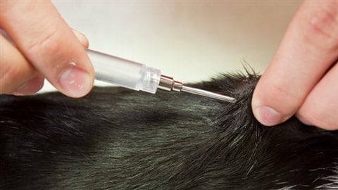 Une vache reçoit un antibiotique