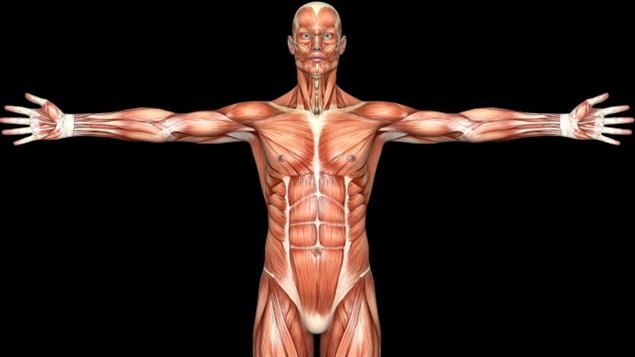 Les muscles du corps humain