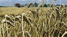 Une alliance canadienne du blé pour développer une céréale plus résistante