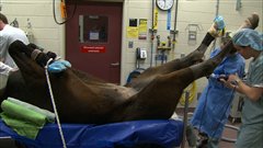 Le nombre de finissants en m�decine v�t�rinaire qui optent pour les grands animaux a baiss� graduellement depuis une trentaine d'ann�es.