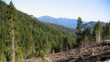 Une forêt du Québec