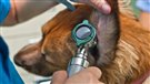 La coupe d'oreilles de chiens interdite au Manitoba
