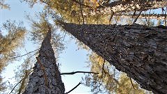 forêt boréale